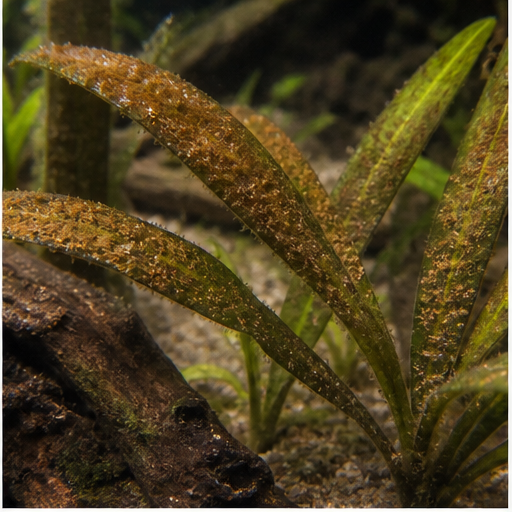 Braunalgen déposées sur des feuilles d'aquarium