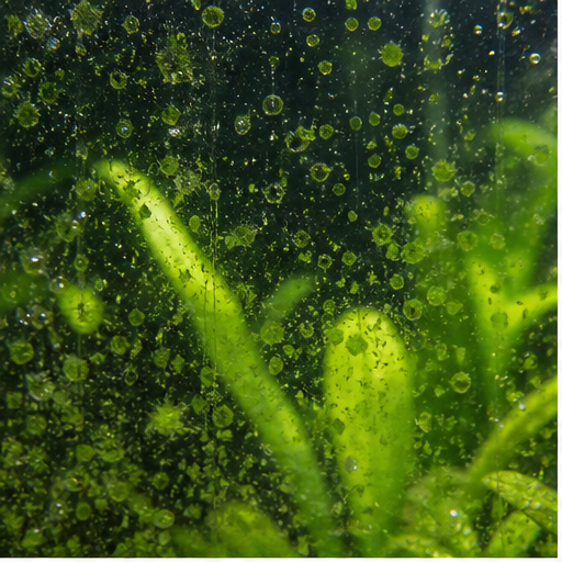Grünalgen sur une vitre et des feuilles d'aquarium