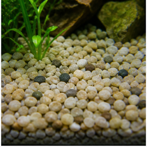 Aquarienboden arrondi dans un aquarium