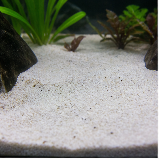 Aquarienboden clair dans un aquarium