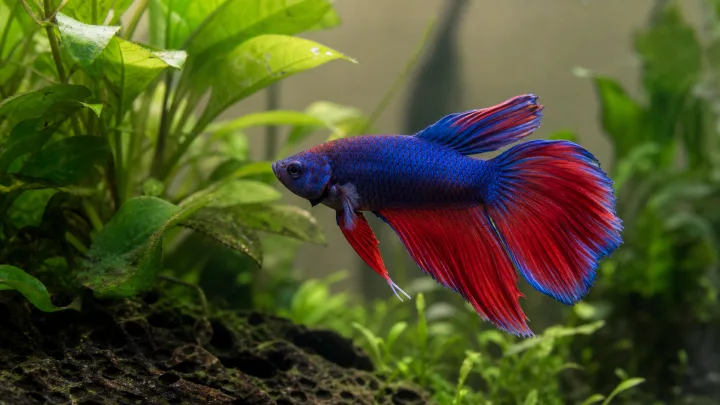 Fische mit Betta: vorsichtig vor der Vergesellschaftung