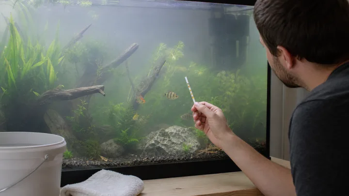 Trübes Aquariumwasser: Ursachen und sinnvolle Maßnahmen