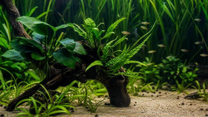 Einfache Aquarienpflanzen: robuste Arten wählen