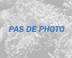 Zoanthus pulchellus (Zoanthus lapis)