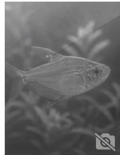 Centropyge acanthops Afrikanischer Engel von Afrika