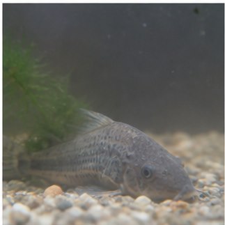 Langsame Vergiftung aufgrund der Verschlechterung der Wasserqualität