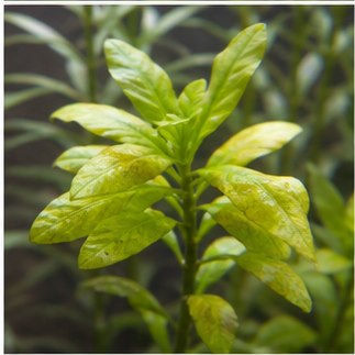 Unangemessene helle Farbe