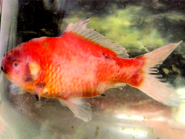 Eine Schleimhiefe - Wated Deposit mit dem Aspekt der Schimmelpilze.