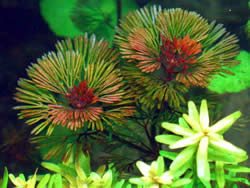 Cabomba furcata