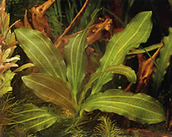 Echinodorus osiris