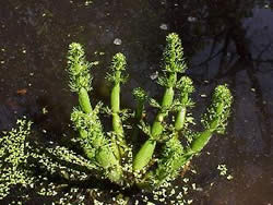 Hottonia inflata