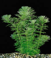 Limnophila heterophylla