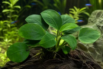 Anubias barteri var. nana Anubias barteri var. nana