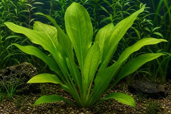 Echinodorus grandiflorus