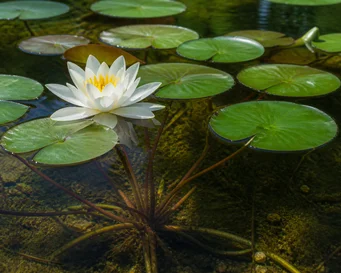 Nymphaea alba l