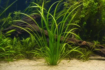 Vallisneria asiatica