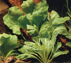 Samolus parviflorus