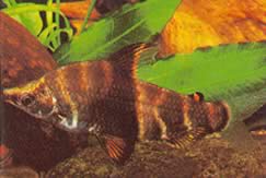 Abramites solarii (Abramit verziert)