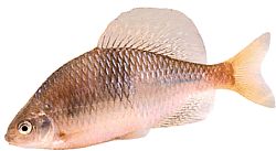 Acanthorhodeus atranalis