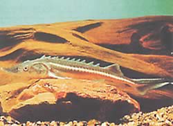 Acipenser nudiventris