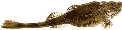 Agonus cataphractus Sea Maus