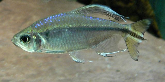 Alestopetersius caudalis