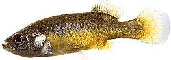 Allotoca dugesi