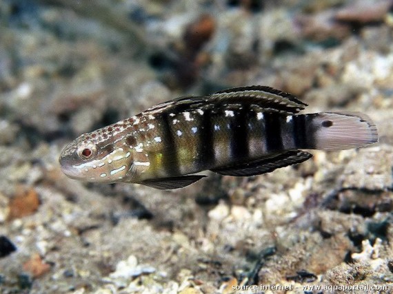 Amblygobius Phalaena