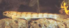 Ammocryptocharax minutus (Characin-Fleche Minute)