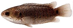 Anabas testudineus