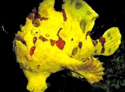 Antennarius maculatus Fischrapaud, Fischer oder Antennen