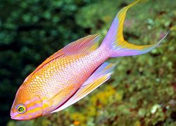 Anthias anthias