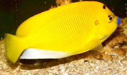 Apolemichthys trimaculatus Tritachery -Fisch