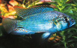 Astatolipalia burtoni