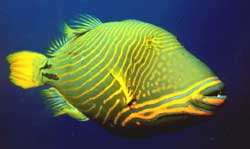 Balistapus undulatus (Wellig)
