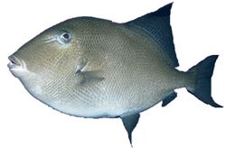Balistes carolinensis Schweinefleisch