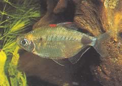 Bathyaethiops breuseghemi (Afrikanischer Tetra-Monon)