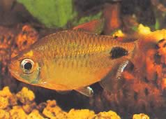 Bathyaethiops caudomaculatus (Afrikanischer Tetra-Monon)