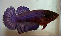 Betta splendens halfsun (Kämpfer)