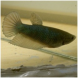Betta splendens queue de peigne Kampf