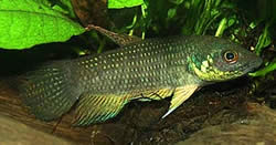 Betta trifasciata Kämpfer