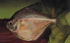 Brachychalcinus orbicularis (Charakterscheibe)