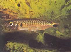 Brycinus macrolepidotus (Tetra mit wahren Waagen)