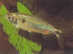 Brycinus schoutedeni (Brycinus mit großer Waage)