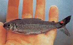 Brycon rubricauda (Brycon mit roten Flossen)