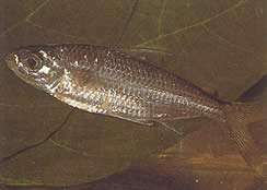 Bryconaethiops macrops (Tetra große maskierte Augen)