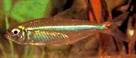 Bryconops affinis (Verjüngte Bryconops)