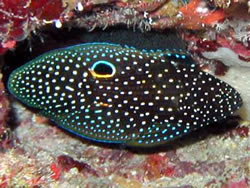 Calloplesiops altivelis Komet