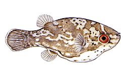 Carinotetraodon somphongsi (Carnotetraodon Somphongsi)