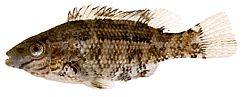 Centrolabus melops Gemeinsamer Crenilabre